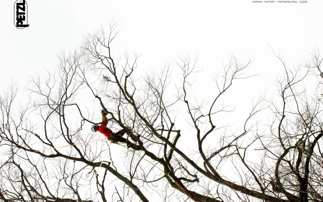 Accès aux arbres | Module validation des acquis : « Aujourd’hui, l’expérience seule ne suffit plus »